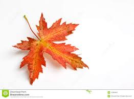 Image result for autumn images free