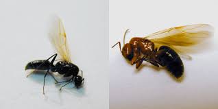 carpenter ants around homes insects