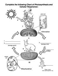 Photosynthesis And Cellular Respiration Cycle Worksheet