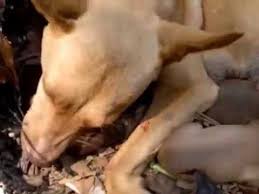 Cannibalism or infanticide in dogs is not that common, but it can happen. Mother Dog Eat Her Stillborn Puppy Youtube