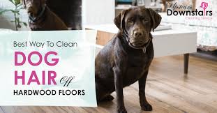 To Clean Dog Hair Off Hardwood Floors