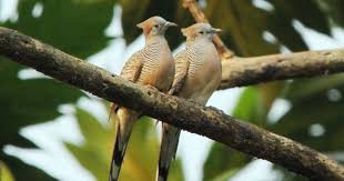 Gambar burung derkuku (streptopelia orientalis). Pengetahuan Tentang Burung Perkutut Perkutut Nusantara