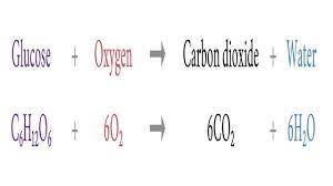 Steemitschool Respiration Aerobic