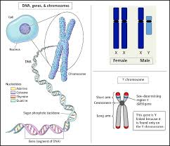 sequencing the y chromosome cur