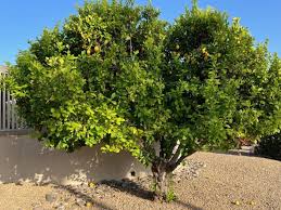 Citrus Tree Lemon Elgin Nursery