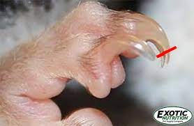 t your sugar glider s nails
