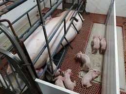 farrowing floors l 100 plastisol