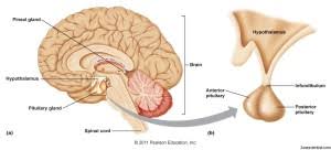 Image result for free pic of pituitary gland