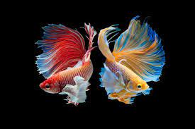 betta fish images browse 46 401 stock