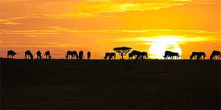 Serengeti Animals Wildlife In Serengeti National Park