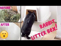 to clean and set up a rabbit litter box
