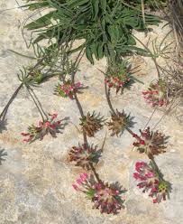 Anthyllis vulneraria subsp. maura (Common Kidney Vetch ...