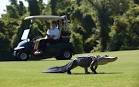 Woman fatally mauled by two alligators in golf course pond