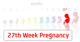 27th Week Pregnancy Symptoms Baby Development And Bodily