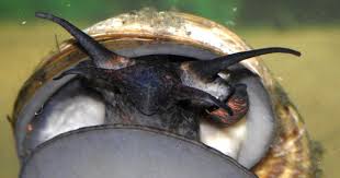 lethal invasive snails in north carolina