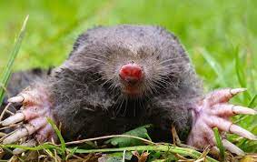 get rid of moles in your yard garden