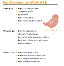Fetus Growth And Development Study Guide Fetus Growth And