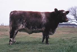 The brahman or brahma is a breed of zebu cattle (bos taurus indicus) that was first bred in united states from cattle breeds imported from india. Brahman Cattle Britannica