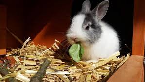 best rabbit bedding for odor control