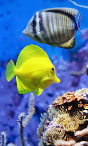 free aquarium fish hd live