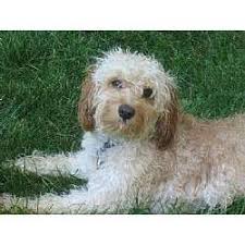 If a breeder lists that there are multiple breeds available then this is a sure sign of a puppy mill. Cavapoo Puppies For Sale From Reputable Dog Breeders