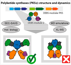 Polyketide Synthase Module
