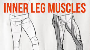 These muscles sit close to the groin, which refers to the region of the hip between the stomach and thigh. How To Draw Legs The Adductors Proko