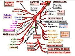 Maybe you would like to learn more about one of these? Internal Iliac Artery