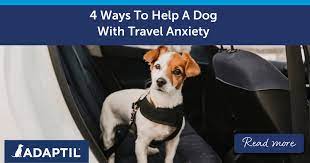https://www.adaptil.co.uk/blogs/news/4-ways-to-help-a-dog-with-car-anxiety gambar png