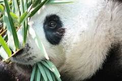 Is bamboo bad for pandas?