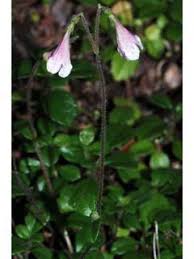 Linnaea borealis (Twinflower) | Native Plants of North America