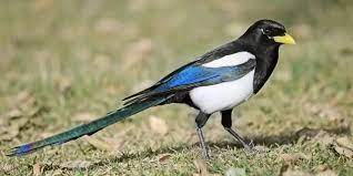 how to get rid of magpies keep them