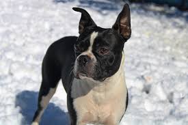 tick prevention for boston terriers