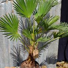 Palm Tree Care Guide Palms Uk