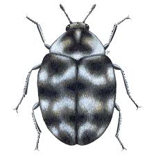 carpet beetles killgerm chemicals ltd