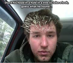 FunniestMemes.com - Funny Memes - [Stuck His Head In A Hole In A ... via Relatably.com