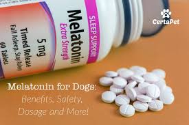 Melatonin For Dogs Benefits Safety Dosage And More