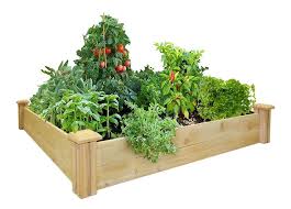Vegetable Garden Blog