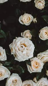 White roses #wallpaper #iphone #android ...