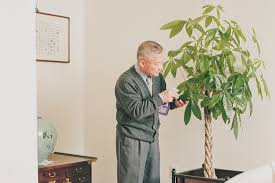 There are two main money plants, one is the star of this page: Money Tree Meaning And Placement In Feng Shui Lovetoknow
