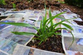 how i smother weeds with newspaper