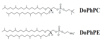 sketch of the structures of the lipids