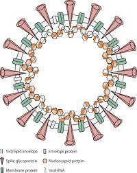 Their vaccine covaxin, made of inactivated coronaviruses, is already in emergency use. Sars Cov 2 Immunity Review And Applications To Phase 3 Vaccine Candidates The Lancet