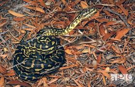 western carpet python on litter in