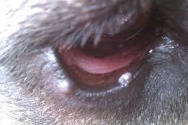 wart on dog s lower eyelid organic