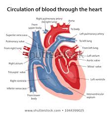 Circulation Blood Through Heart Cross Sectional Stock Vector