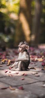 sacred monkey forrest in ubud iphone x
