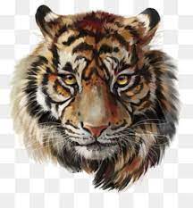 tiger png tiger head tiger face