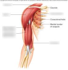 When the muscles contract, this pulls the human body homepage the body homepage interactive body skeleton game facts and features skeleton anatomy diagram broken bones hands. Muscles Of The Anterior Shoulder And Arm Diagram Quizlet