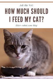how much should i feed my cat